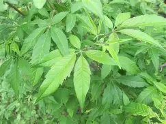 九游体育-放课后の鬼ごこ安卓版