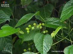 九游体育-放课后の鬼ごこ安卓版